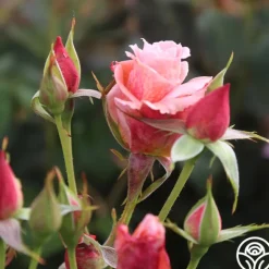 Heirloom Roses Freckles Sale