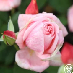 Heirloom Roses Freckles Sale