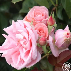 Heirloom Roses Freckles Sale