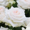 Heirloom Roses Free & Loyal New