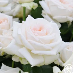 Heirloom Roses Free & Loyal New