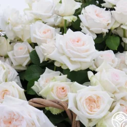Heirloom Roses Free & Loyal New