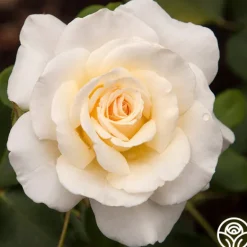 Heirloom Roses French Lace™ Hot