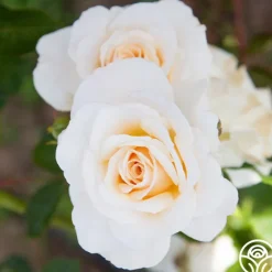 Heirloom Roses French Lace™ Hot
