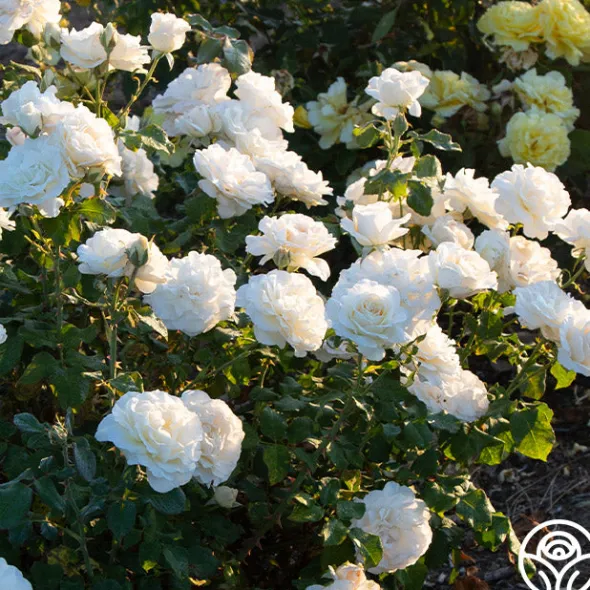 Heirloom Roses French Lace™ Hot