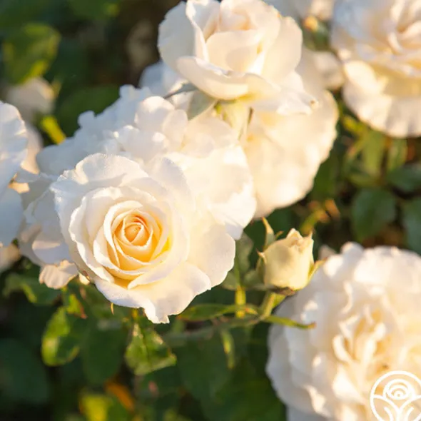 Heirloom Roses French Lace™ Hot