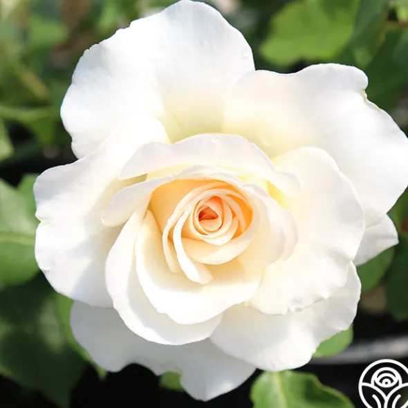 Heirloom Roses French Lace™ Hot