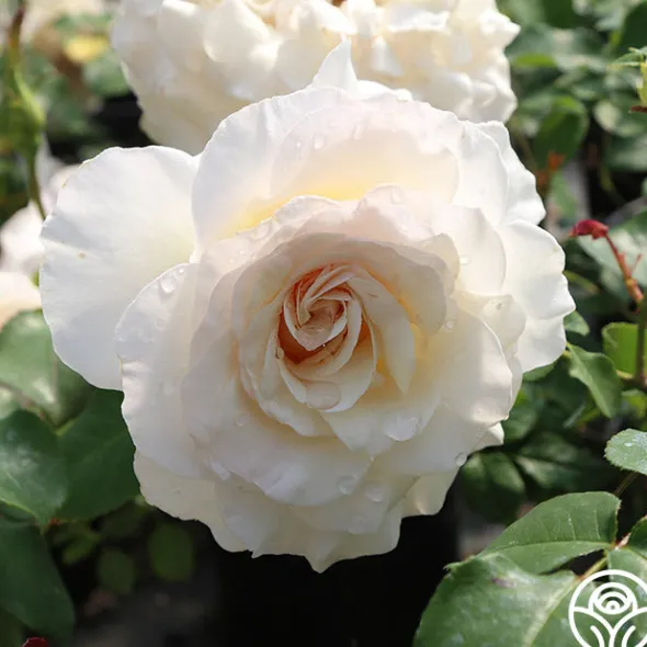 Heirloom Roses French Lace™ Hot
