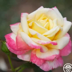 Heirloom Roses French Perfume™ Best