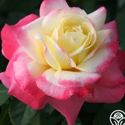 Heirloom Roses French Perfume™ Best