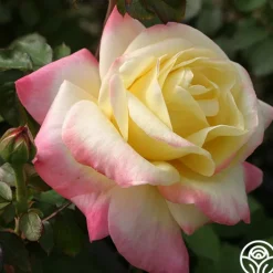 Heirloom Roses French Perfume™ Best