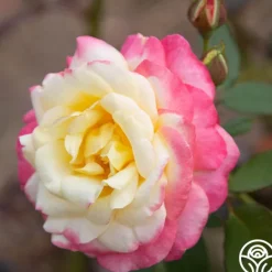 Heirloom Roses French Perfume™ Best