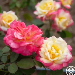 Heirloom Roses French Perfume™ Best