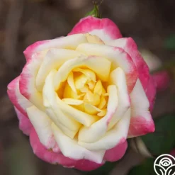 Heirloom Roses French Perfume™ Best