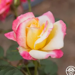 Heirloom Roses French Perfume™ Best