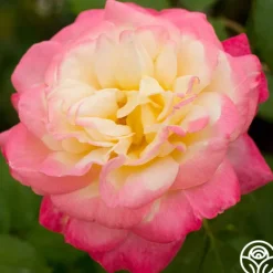 Heirloom Roses French Perfume™ Best