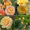Heirloom Roses French Romance Hot