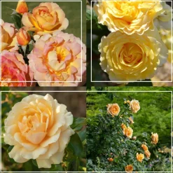 Heirloom Roses French Romance Hot