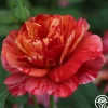 Heirloom Roses Frida Kahlo™ Online