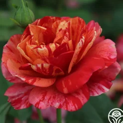 Heirloom Roses Frida Kahlo™ Online