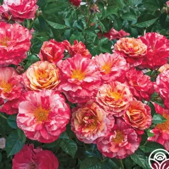 Heirloom Roses Frida Kahlo™ Online