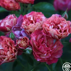 Heirloom Roses Frida Kahlo™ Online