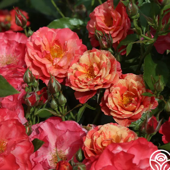 Heirloom Roses Frida Kahlo™ Online
