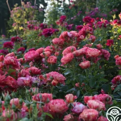 Heirloom Roses Frida Kahlo™ Online