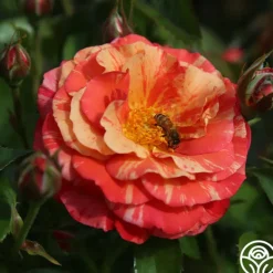 Heirloom Roses Frida Kahlo™ Online