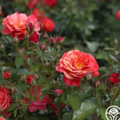 Heirloom Roses Frida Kahlo™ Online