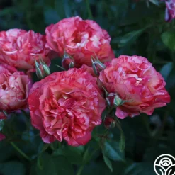 Heirloom Roses Frida Kahlo™ Online