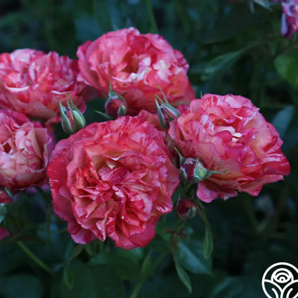 Heirloom Roses Frida Kahlo™ Online
