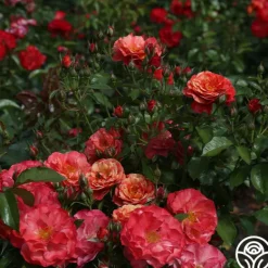 Heirloom Roses Frida Kahlo™ Online