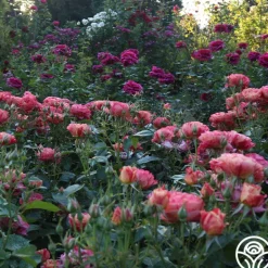 Heirloom Roses Frida Kahlo™ Online