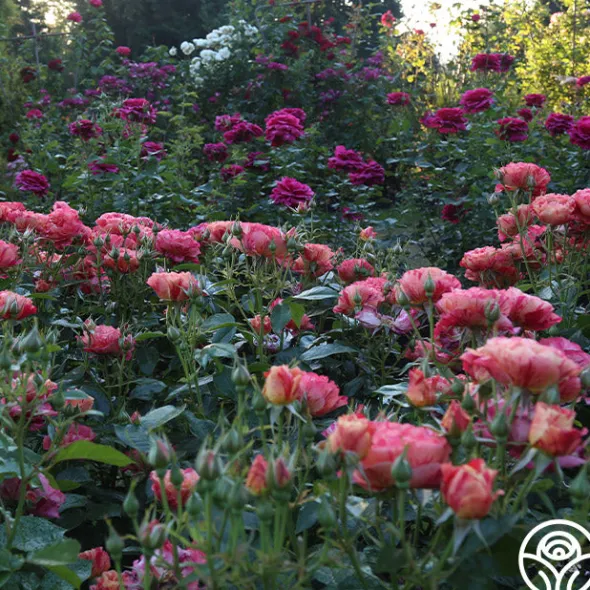 Heirloom Roses Frida Kahlo™ Online