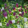 Heirloom Roses Fritillaria Meleagris Mix New