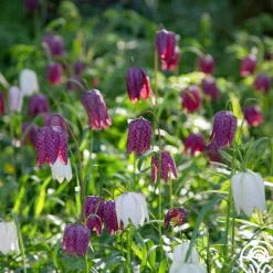 Heirloom Roses Fritillaria Meleagris Mix New