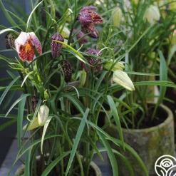 Heirloom Roses Fritillaria Meleagris Mix New