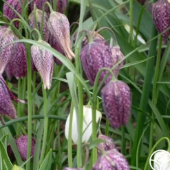 Heirloom Roses Fritillaria Meleagris Mix New