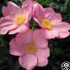 Heirloom Roses Fru Dagmar Hastrup New