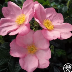Heirloom Roses Fru Dagmar Hastrup New