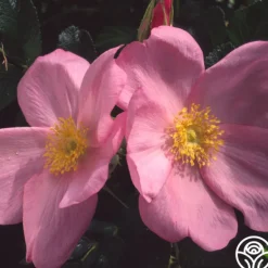 Heirloom Roses Fru Dagmar Hastrup New
