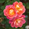 Heirloom Roses Fruity Petals™