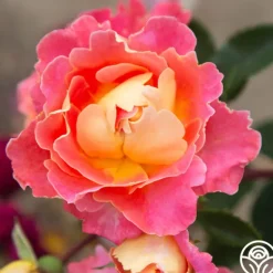 Heirloom Roses Fruity Petals™
