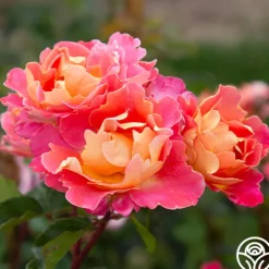 Heirloom Roses Fruity Petals™