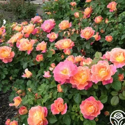 Heirloom Roses Fruity Petals™