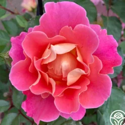 Heirloom Roses Fruity Petals™