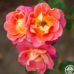 Heirloom Roses Fruity Petals™