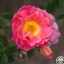 Heirloom Roses Fruity Petals™