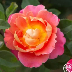 Heirloom Roses Fruity Petals™